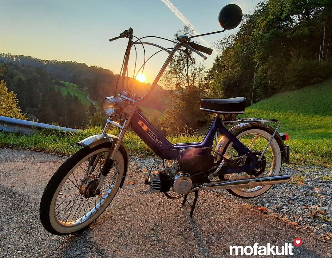 Maxi N von Waldvogel Maxi N von Waldvogel